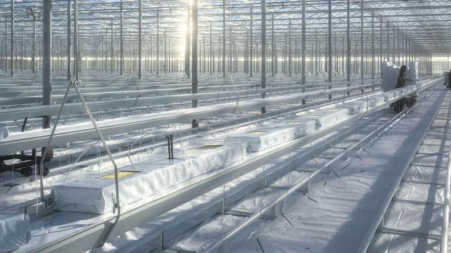 Met de Hygiëne Risico Evaluatie kan men mechanisch overdraagbare tomatenvirussen het hoofd bieden.