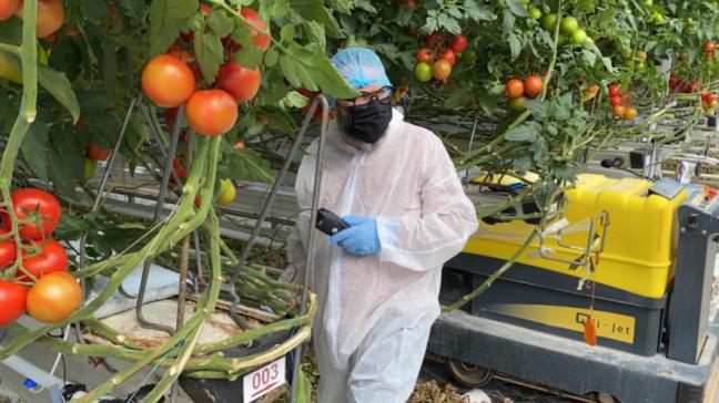 Ask Attis richt zich in eerste aanleg op tomatentelers.