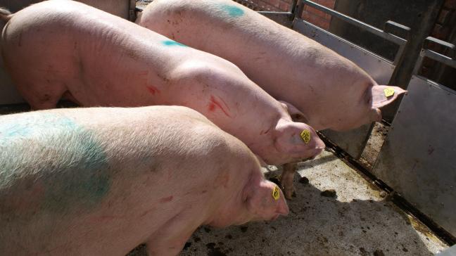 China is de grootste afnemer van varkensvlees uit de EU.