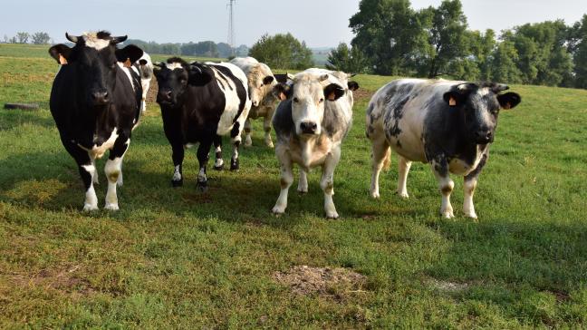 Meer en meer vleesveehouders denken eraan om zelf hun vlees via de korte keten te vermarkten.