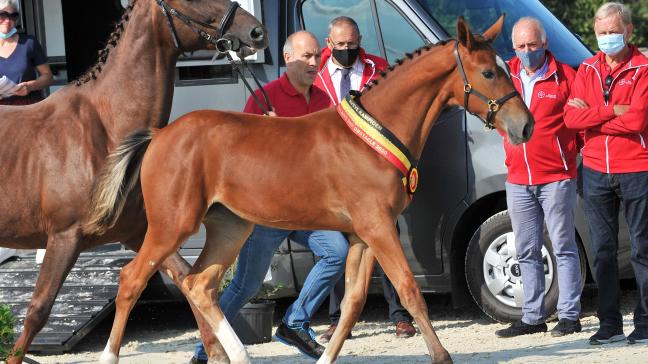 Una van den Bosdam (Kasanova de la Pomme x Darco), eig. Freddy De Vos, winnares bij de vrouwelijke springveulens,  reeks 1.