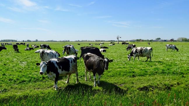 Koeien in een Fries landschap.