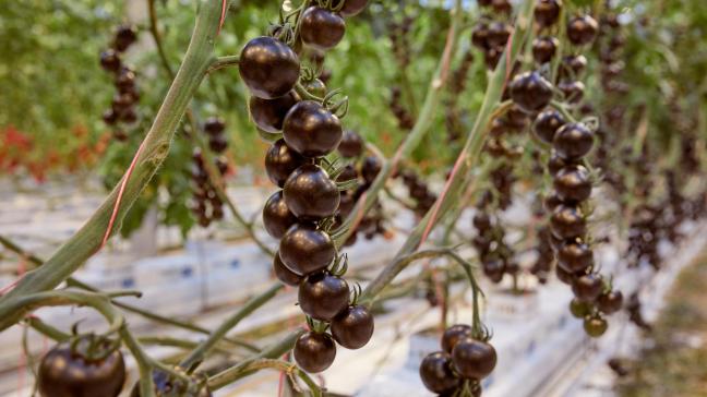 Dankzij haar paars-zwarte kleur, bevat Yoom nog een hogere concentratie antioxidanten dan andere tomaten.
