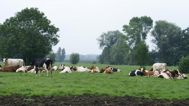 Europees gaat de melkprijs de afgelopen maanden licht omhoog.