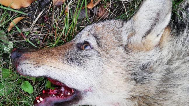 Vermoedelijk is de dode wolf aan van de recente welpjes.