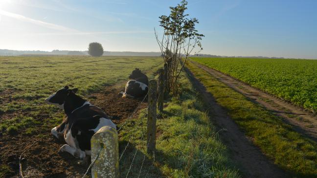 Oostenrijkse boeren kunnen vaak niet eenvoudig voldoen aan de weidegangsregel.