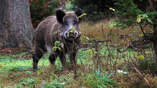 Afrikaanse varkenspest is via wilde everzwijnen vanuit Polen naar Duitsland gekomen.