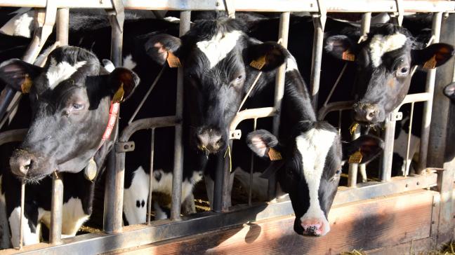 De productiestijging gaat niet ten koste van de vruchtbaarheid, zegt CRV.