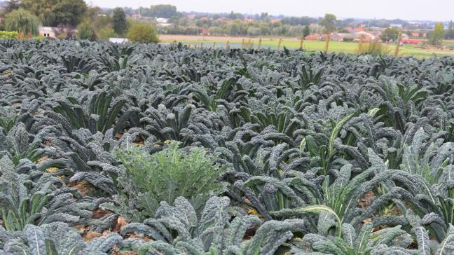 Er wordt onder meer een overgangsmaatregel voorzien voor hectaresteun voor biologische productie.