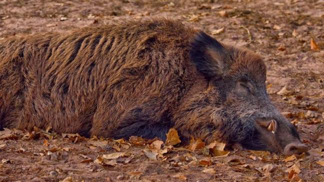 Wereldwijd neemt de verspreiding van varkenspest, onder meer bij wilde varkens, nog altijd toe.