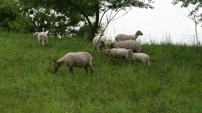 De schapensector in ons land is beperkt in omvang.