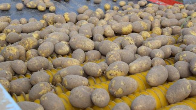 De aardappelketen kent heel veel uitdagingen, waar Belgapom de schouders onder zet.