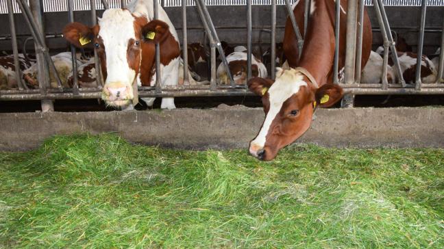 Aleids strategie bestaat erin zijn koeien heel het jaar veel vers gras en hooi te voeren.  “Eigenlijk eet die er zo veel van dat aanvullen met krachtvoer beperkt nodig is.”