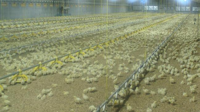 In Nederland is een geval van vogelgriep vastgesteld op een bedrijf met vleeskuikens.