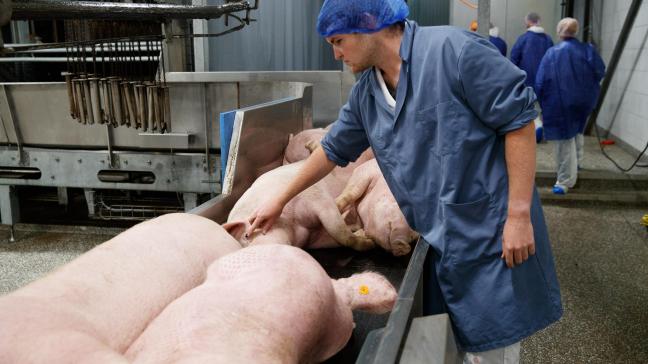 België voerde in 2017 nog zo’n 12.577 ton varkensvlees naar de Filipijnen uit en in 2018 bedroeg de export 9.632 ton.