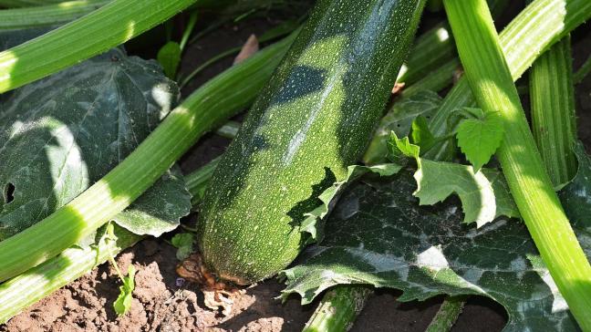 Wat ‘zuiderse’ groenten betreft, staat de teelt van courgettes in openlucht op 1.