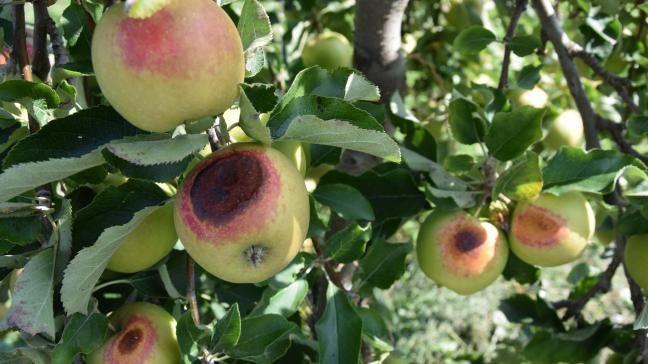Zonnebrand trof de fruitsector in de zomer van 2019 bijzonder hard.