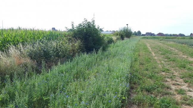 Een bloemenstrook met gemengde haag.