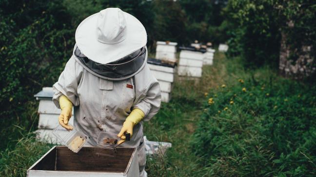Het ontbreken van strenge oorsprongsregels en praktijken op het gebied van honingvervalsing, die nu buitengewoon moeilijk op te sporen zijn, vormen 2 grote bedreigingen voor de sector