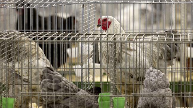 Ook in Frankrijk worden extra maatregelen genomen tegen de verspreiding van vogelgriep.