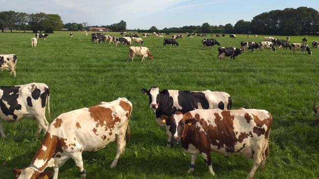 Investeren in duurzaamheid is moeilijk als je bekijkt welke melkprijs we ontvangen, zegt de landbouwer.