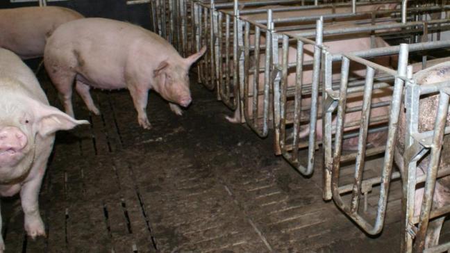 De varkensprijzen zitten al een tijd in dalende lijn.