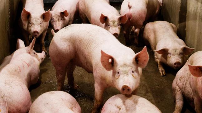 Het herwinnen van deze vrije status is een essentiële stap om de onderhandelingen met derde landen over het opheffen van de huidige embargo’s op Belgisch varkensvlees op gang te brengen.