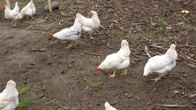 Bij ons moet al het pluimvee worden opgehokt. Rond scharrelende kippen zonder bescherming zijn verboden.