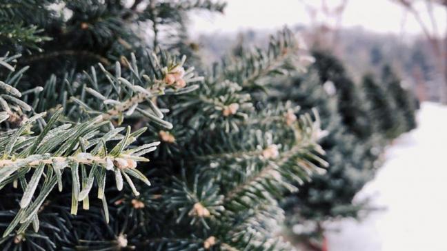Meer dan 90 procent van de Belgische kerstbomen worden geteeld in Wallonië, waarvan 2 derde in Luxemburg en 1 derde in Namen.
