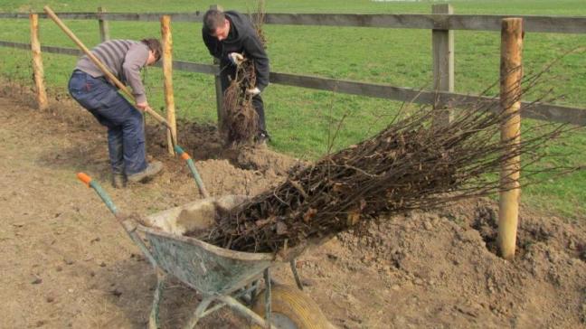 De periode december-februari is het ideale plantseizoen voor bomen en struiken.