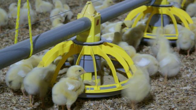 De vogelgriep komt bovenop de crisis die er nu al is in de pluimveesector.