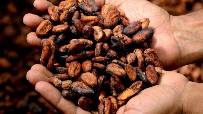 De cacaosector staat symbool voor het ongelijke spel tussen grote multinationals enerzijds en kleinschalige boeren anderzijds , stelt de Cacaobarometer.