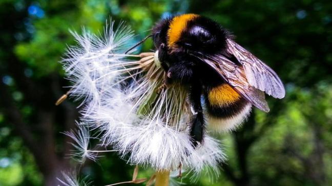In de biologische gewasbeschermig worden onder meer insecten ingezet.