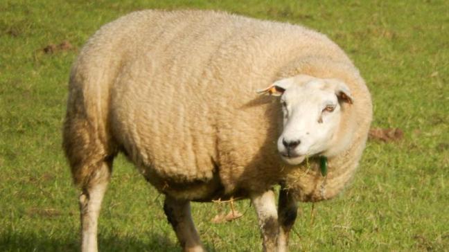 Onder meer schapen kunnen het slachtoffer zijn van loslopende honden.