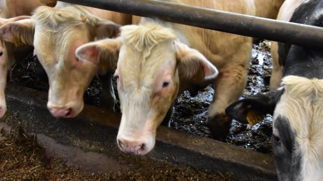 Veehouders kunnen tot 15 december de premie voor het behoud van de gespecialiseerde zoogkoeienhouderij en de premie voor de productie van vleeskalveren aanvragen.