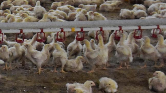 Vogelgriep heeft de afgelopen weken bedrijven getroffen in onder meer Groningen, Friesland, Gelderland en Utrecht.