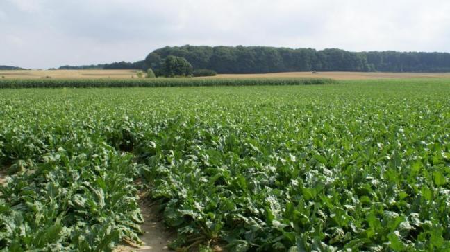 Bij 90% van de bietenpercelen bleef het nitraatresidu lager dan 90 kg /ha.