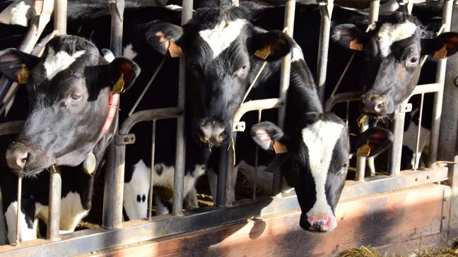 In de melkveehouderij bestaat al jaren een duurzaamheidsmonitor, een initiatief van de brancheorganisatie MilkBE die onder meer door VLAM wordt ondersteund.