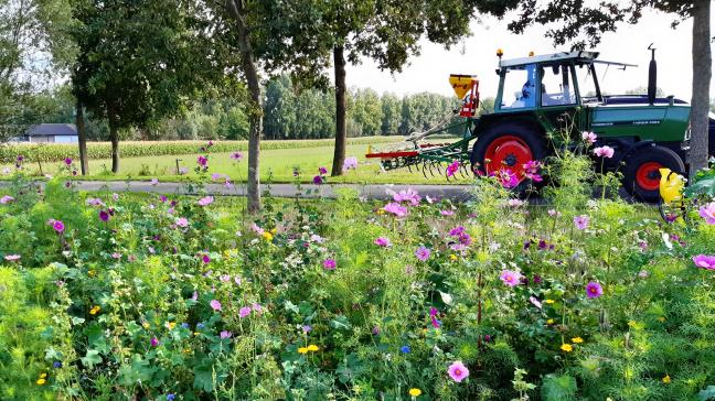 Bloemenranden bieden een meerwaarde aan de biodiversiteit.