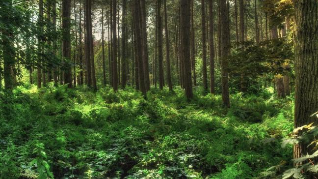 In het regeerakkoord is heel uitdrukkelijk bepaald dat er voor de uitbreiding van bos in de eerste plaats wordt ingezet op bebossing van niet-beboste, maar wel als bos bestemde gebieden en ook natuurgebieden.