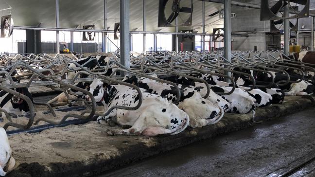 De Hollebeekhoeve is het eerste CO2-neutrale zuivelbedrijf van België.