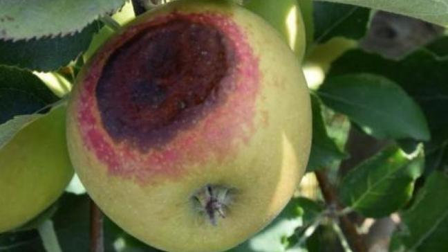 Door de zonnebrand was er onder meer veel schade in de fruitteelt.