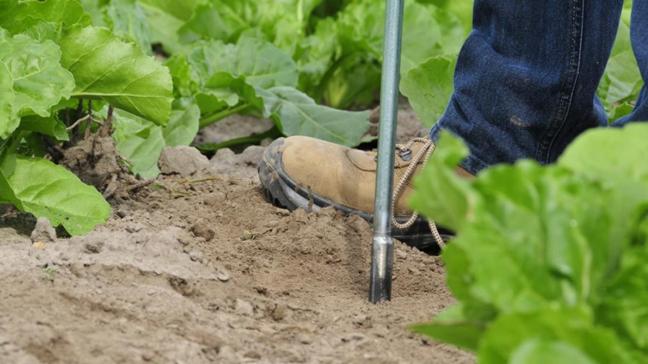 Door de droogte blijven meer nutriënten achter.