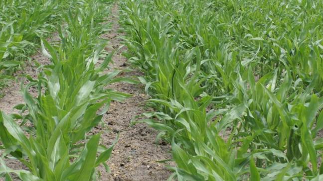Op de ILVO-rassenlijst 2021 staan enkele nieuwe maïs- en suikerbietenrassen.