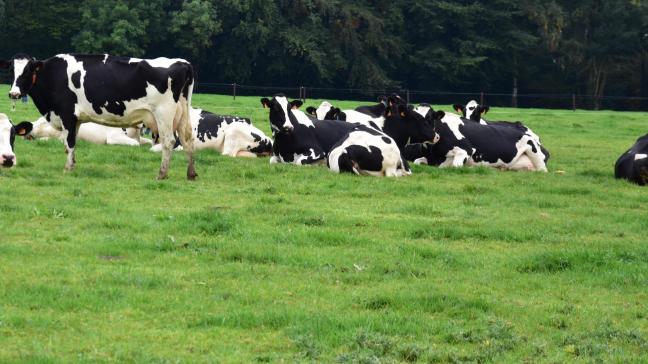 Veehouders kunnen in Nederland 2 vormen van weidegang op hun bedrijf toepassen: volledige weidegang waarbij de koeien ten minste 120 dagen 6 uur lang per dag buiten lopen of deelweidegang, waarbij minimaal een kwart van de veestapel buiten komt.