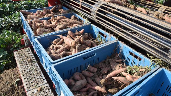 Ipomoea batatas is de wetenschappelijke naam van de zoete aardappel.