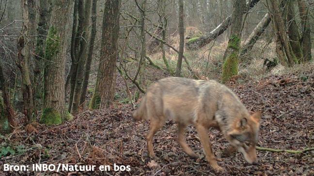 Voorlopig is er bij de 'Vlaamse' wolven nog geen probleemgedrag vastgesteld.