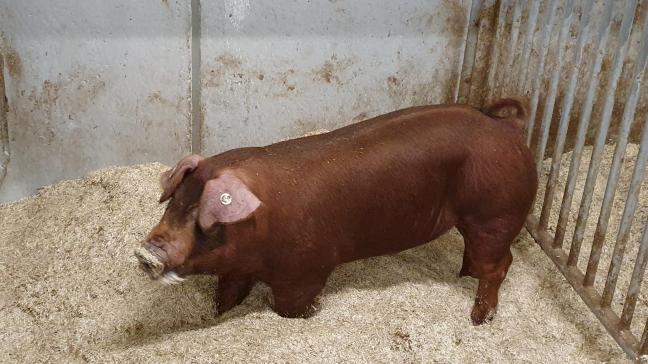 De nieuwe Genesus-beren, hier een Duroc eindbeerlijn, zitten momenteel nog in de quarantainestal.