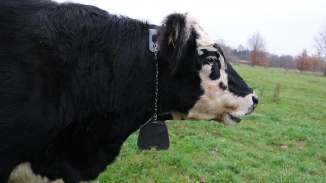 De halsband bevat een gps en wordt opgeladen met zonnepanelen.