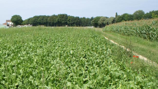 Akkerbouw staat op 1 voor VLIF-steun overname.